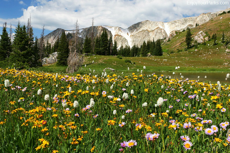 Wildflowers along the Snowy Range Scenic Byway, Wyoming
