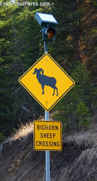 Bighorn Sheep crossing sign in the Gallatin Canyon