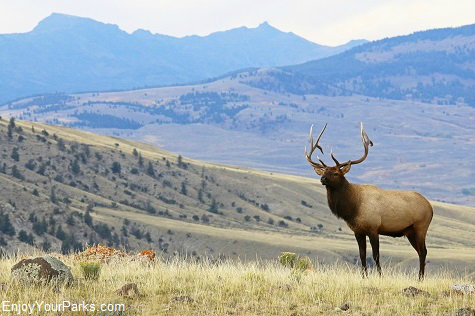 Bull elk in the Madison Valley Montana