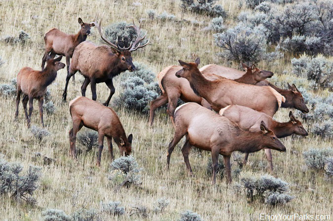 Elk herd in Paradise Valley Montana