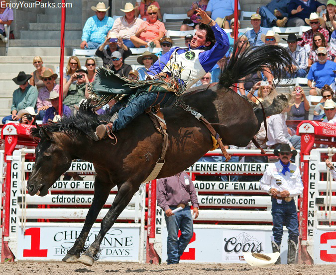 Bull rider at the Cheyenne Frontier Days Rodeo