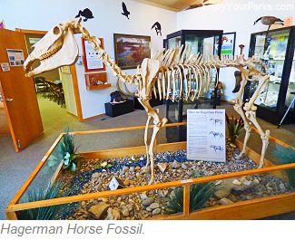 Hangerman Horse Fossil