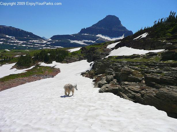 Mount Oberlin, Glacier National Park