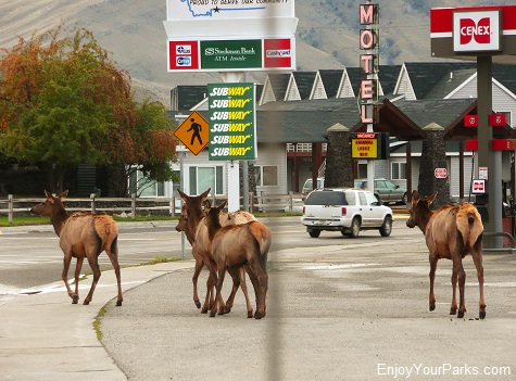 Elk, Gardiner Montana, Yellowstone National Park