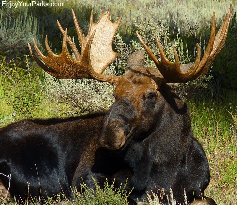 Bull Moose, Grand Teton National Park