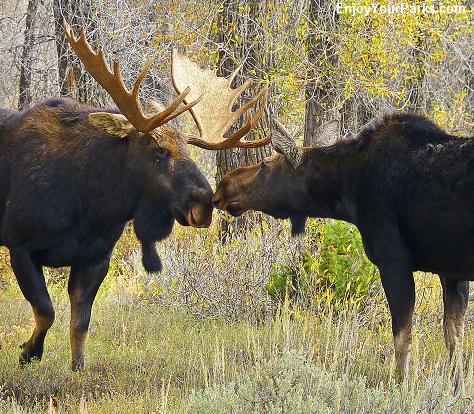 Kissing Moose, Grand Teton National Park
