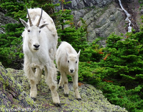 Mountain Goats, Glacier National Park