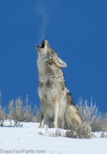 Coyote, Winter In Yellowstone Park
