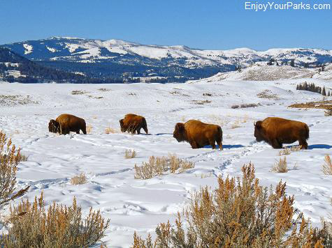 Lamar Valley in Yellowstone National Park, Winter in Yellowstone