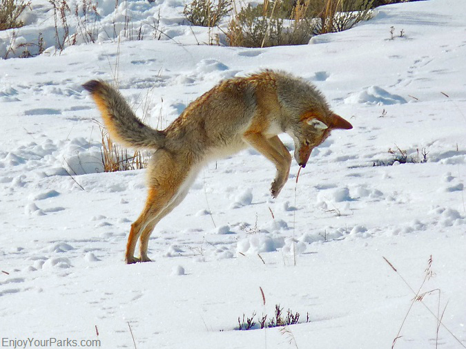 Coyote, Winter In Yellowstone Park,Yellowstone National Park