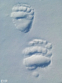 Grizzly tracks, Winter in Yellowstone Park