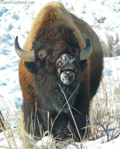 Bison, Winter In Yellowstone Park, Yellowstone National Park