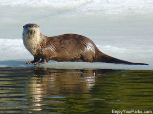 River otter, Winter in Yellowstone Park
