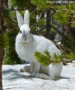 Snowshoe Hare, Yellowstone National Park