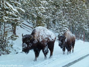 Bison, Winter in Yellowstone Park