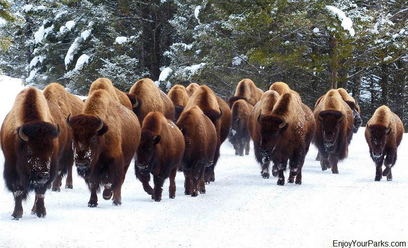Buffalo (Bison), Yellowstone National Park