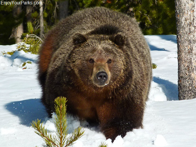 Grizzly bear, Winter in Yellowstone Park