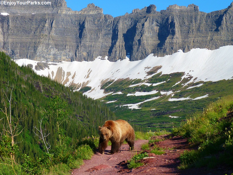 Grizzly Bear on the Iceberg Lake Trail.