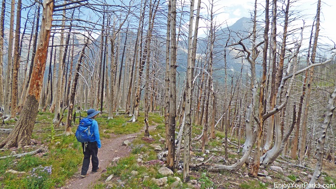 Shannon hiking on the Siyeh Pass Trail near Sunrift Gorge