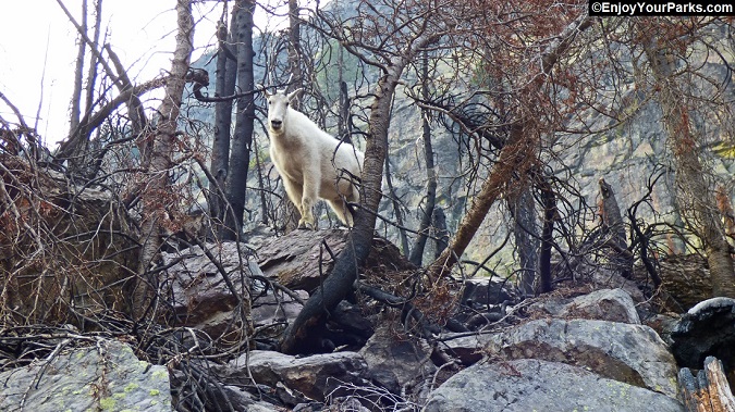 Mountain Goat assessing the aftermath of the Sprague Fire of 2017.