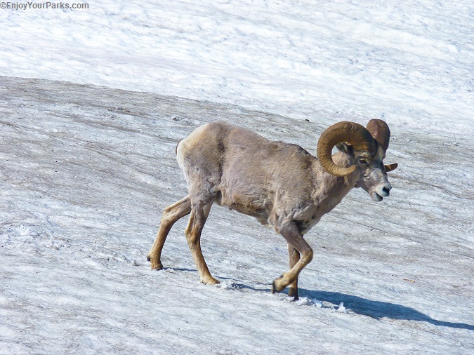 GRINNELL GLACIER TRAIL IMAGE 12