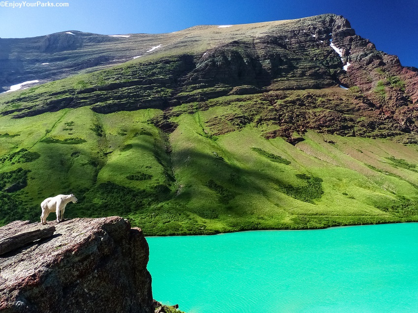 GLACIER PARK MONTANA IMAGE 2