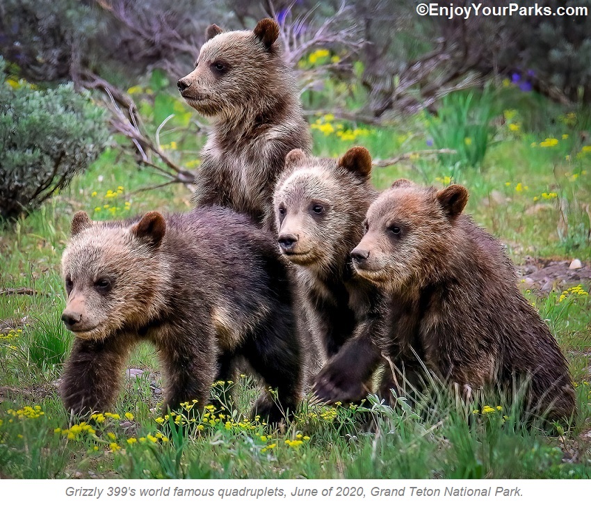 Four Very Famous Grizzly Cubs-5-WEBSITE5-WW