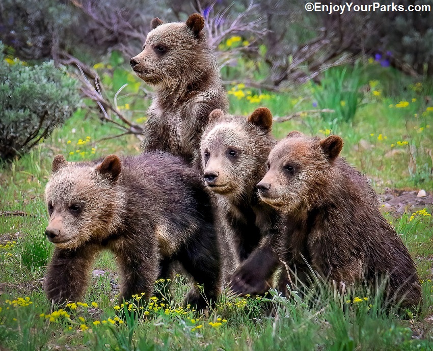 Four Very Famous Grizzly Cubs-5-WEBSITE5